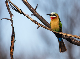 20190623 White fronted bee eater