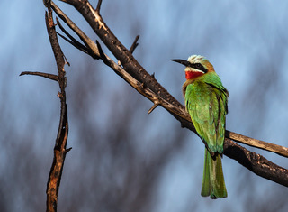 20190623 White fronted bee eater 107