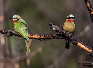 20190623 White fronted bee eater 80
